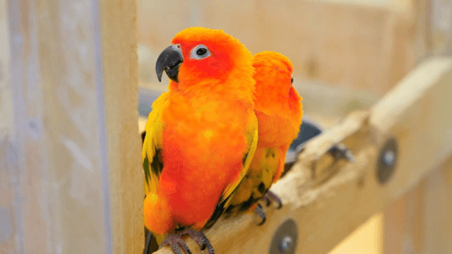Colorful parrots perched on a wooden branch