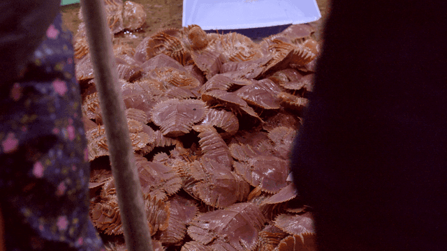 Freshly caught fan shrimp lying on bottom