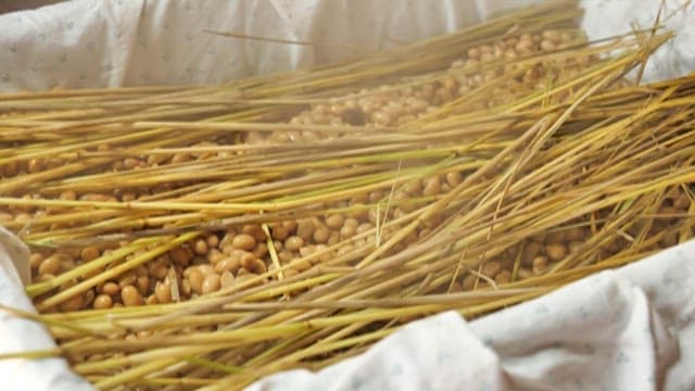 네모난 틀에 옮겨지는 익은 콩