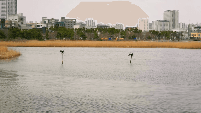 도시 호수에 앉아 있는 새들