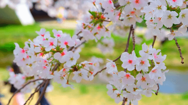 산책로 옆 만개한 벚꽃