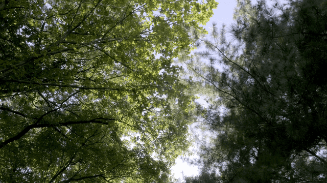 Green trees under a clear blue sky
