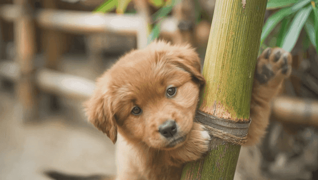 A cute puppy hugging a bamboo stalk