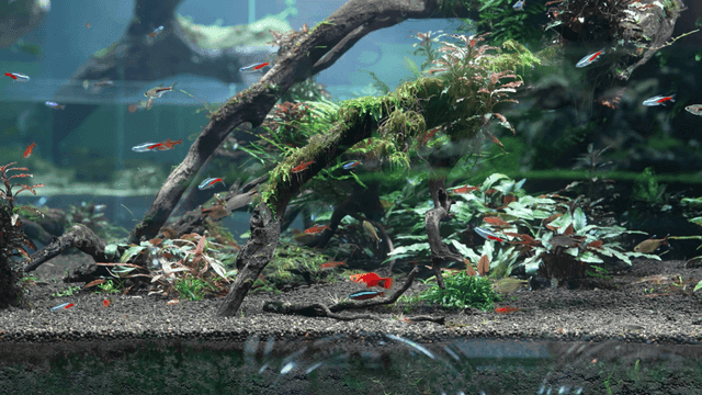 Colorful fish swimming in aquarium with plants