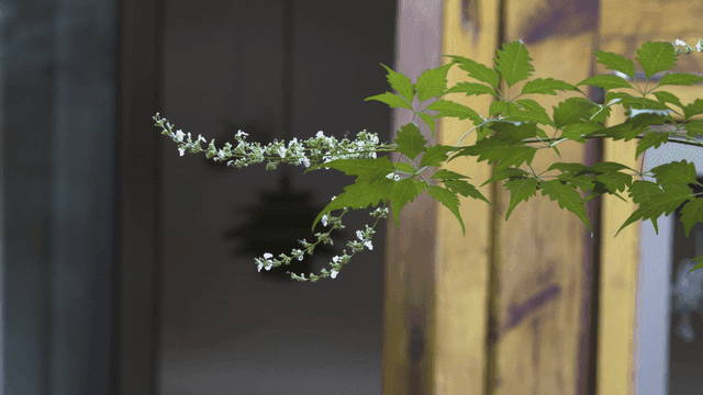 White wildflowers blooming on plants