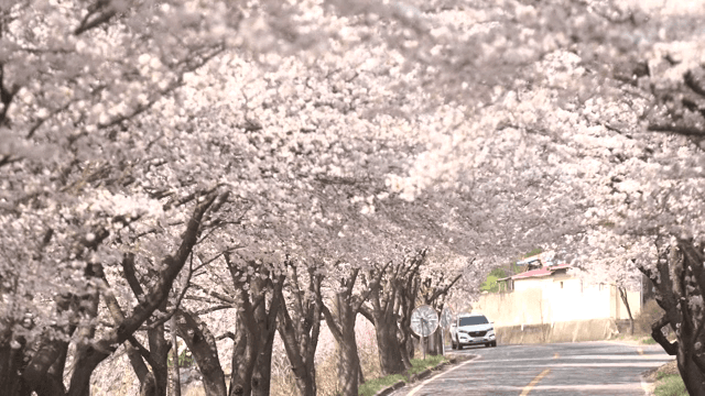 조용한 도로를 따라 핀 벚꽃