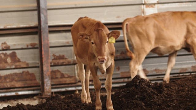 Baby Calf inside a Barn