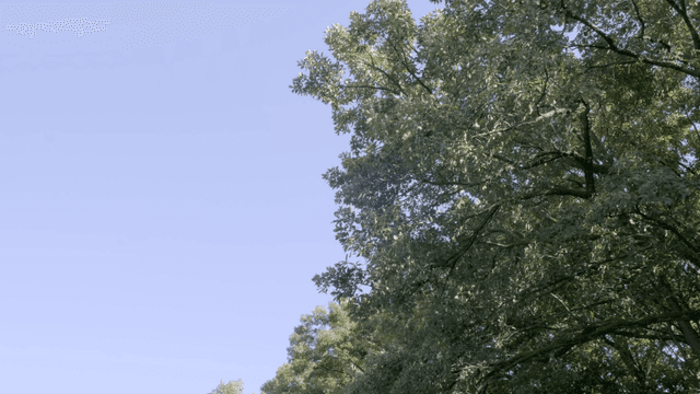 Green trees swaying in clear sky and wind