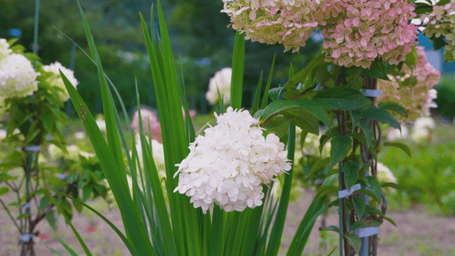 정원에서 피어나는 수국