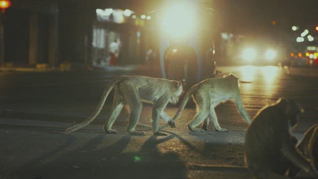 Monkeys on a Busy Street as Vehicles Drive by at Night