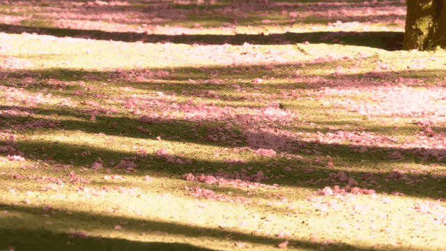 분홍 꽃잎으로 덮인 길을 걷는 사람들