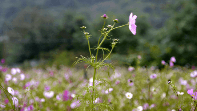 Pink cosmos flowers blooming in field