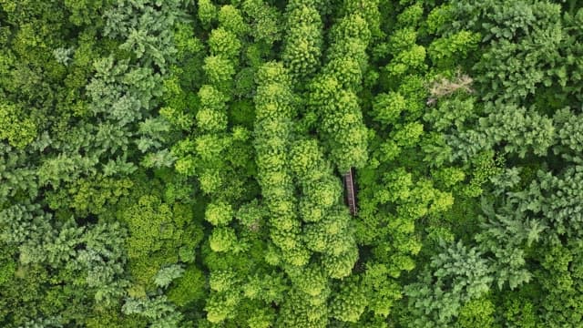 숨겨진 길이 있는 울창한 숲