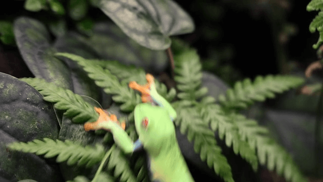Lively frog hopping on green leaves