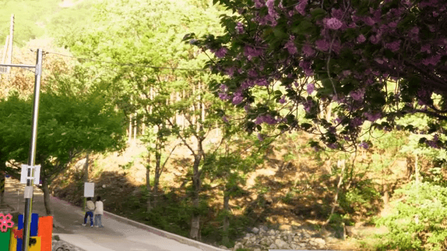 Cherry blossom petals falling on a forest path