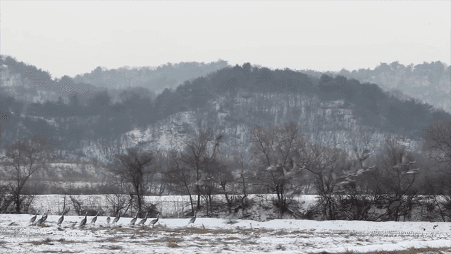 Snowy landscape with birds in flight