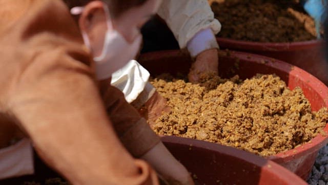 People Mixing Fermented Beans with Gloved Hands in a Rubber Basin