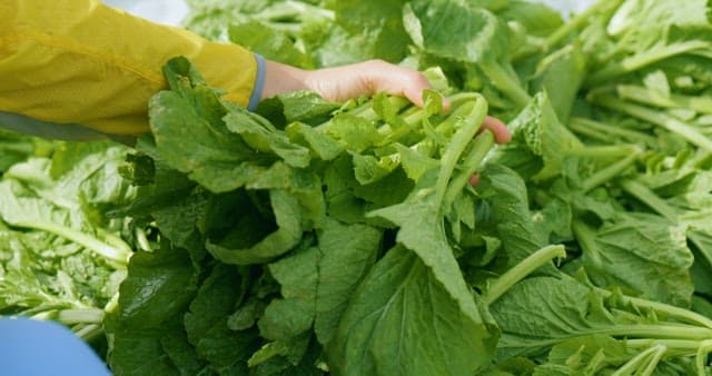 밭에서 수확한 신선한 상추를 살펴보기