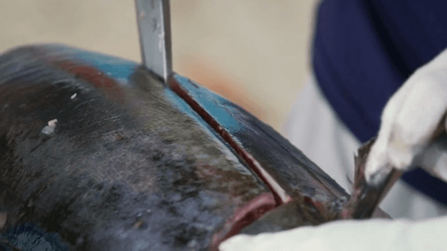 큰 생선을 손질하는 사람