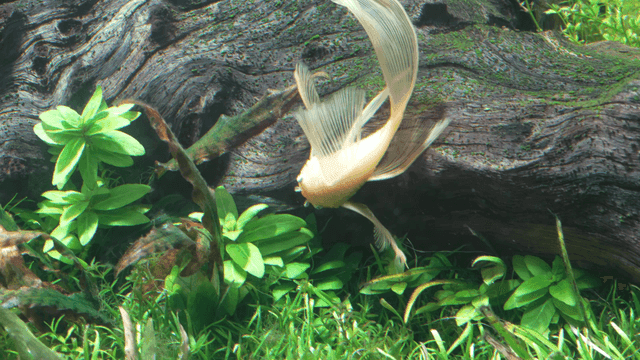 Fish sucking up algae near aquatic plants