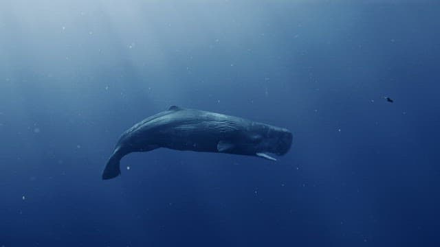 Two sperm whales kissing and communicating in the deep blue sea