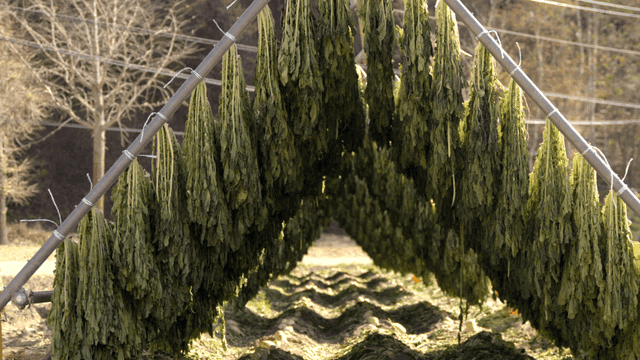 Dried radish greens  drying in field