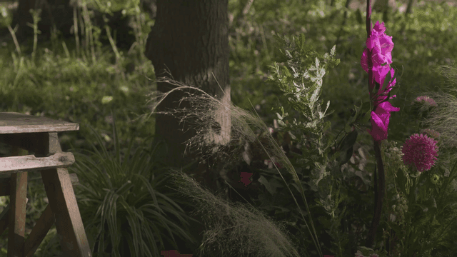 Colorful flowers blooming in a forest