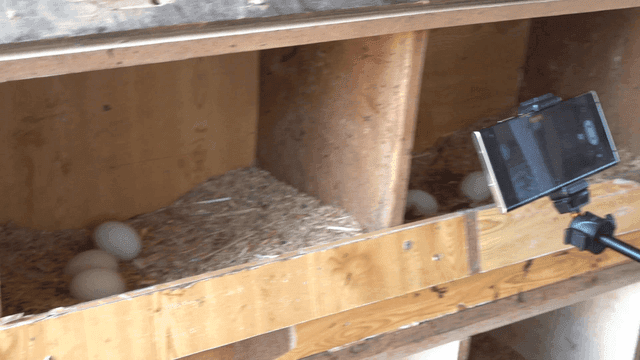 Cell phone taking pictures of chicken farm eggs