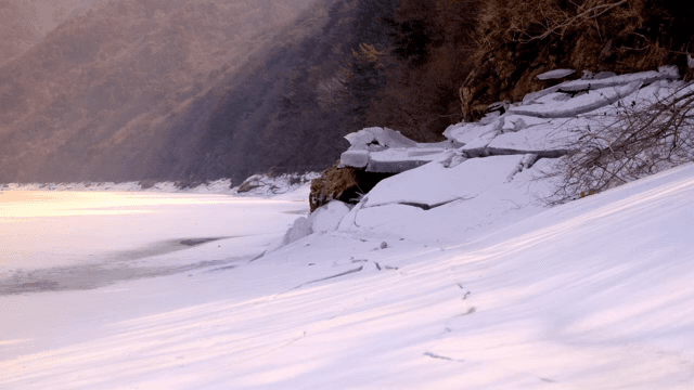 황량한 나무와 눈 덮인 풍경