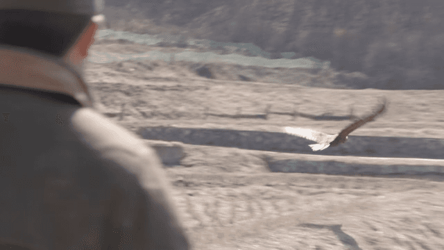 Taking off in rural field by white-tailed eagle