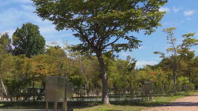 푸른 나무들이 늘어선 평화로운 공원의 길