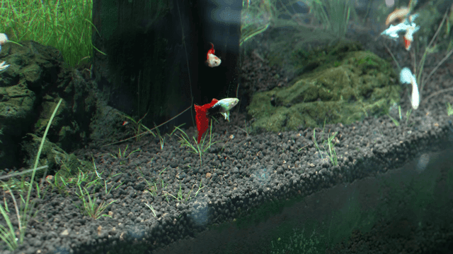 Colorful fish swimming in aquarium