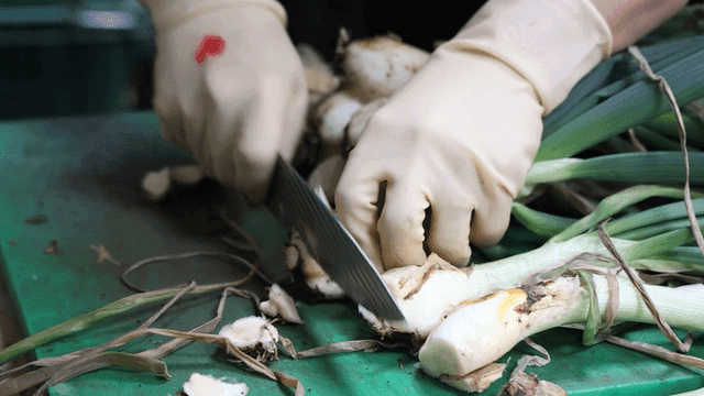Green onions with fresh roots being cut on cutting board