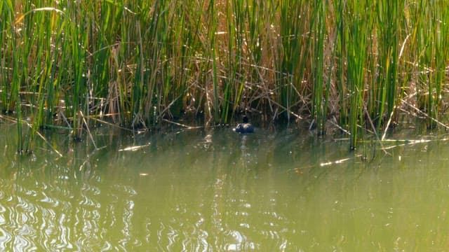 Reed field near the water, a hiding place for ducks