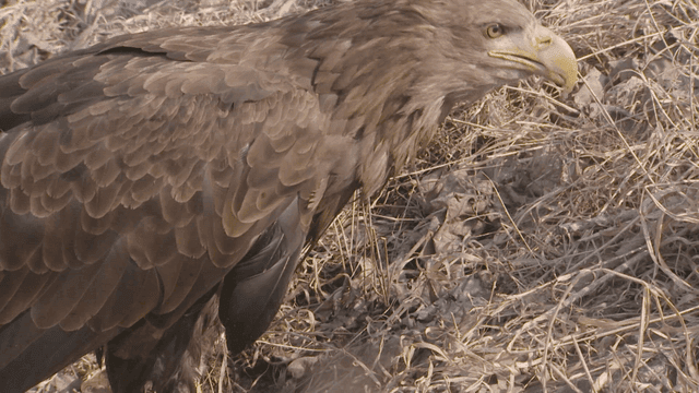 Eagle swallowing fish in dry grass field