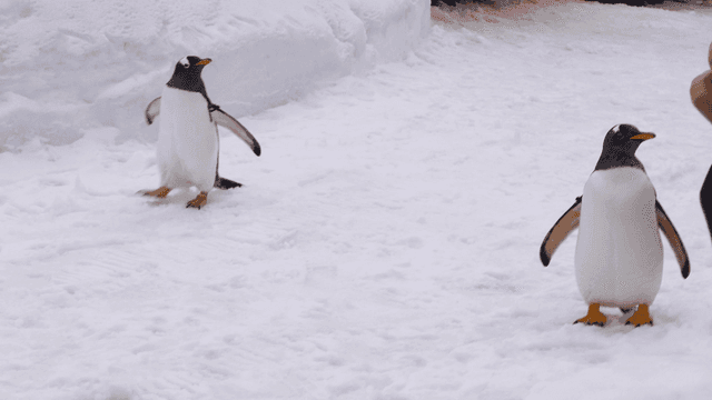 Penguins walking on snow