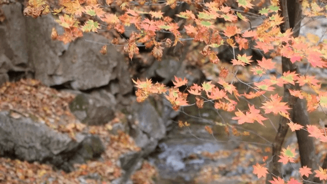Autumn leaves by a rocky stream