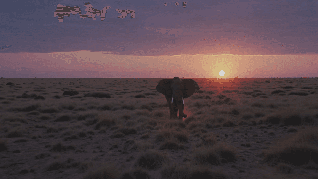 사바나에서 해질녘에 걷는 코끼리