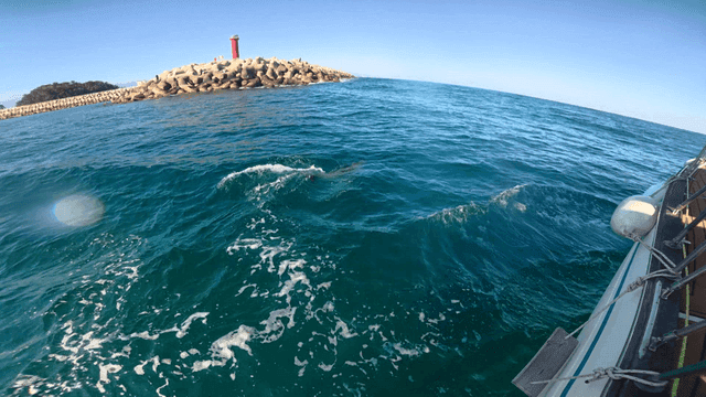 Dolphin swimming near a boat in the ocean