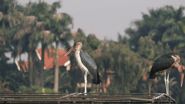 Two standing marabou storks