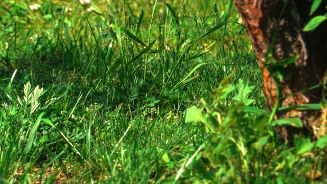 Green grass and in a sunlit field