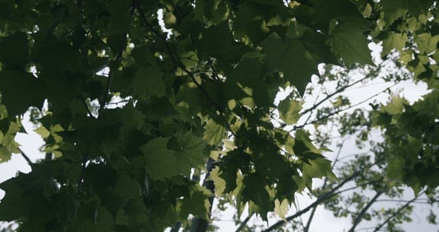 푸른 잎사귀를 통해 비치는 햇빛