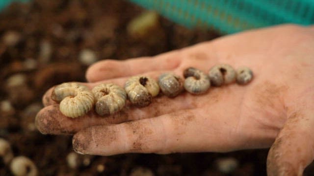 Larva wriggling in the hand held in the enclosure