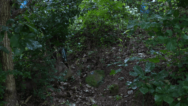 무성한 숲길을 걷는 등산객들