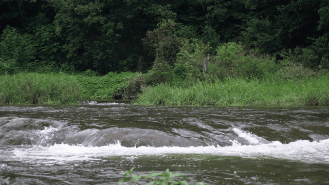 푸른 숲으로 둘러싸인 흐르는 강