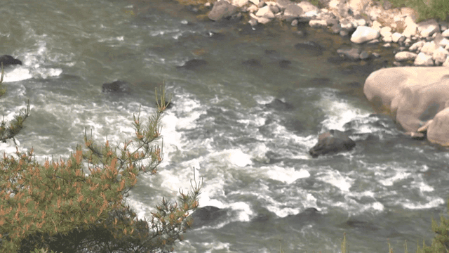 Flowing river with rocks and trees
