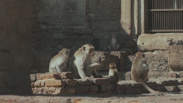 Monkeys Resting on Ancient Stone Steps in Temple