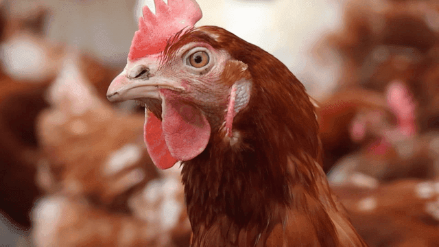 농장 마당에서 고개를 흔들며 살펴보는 닭