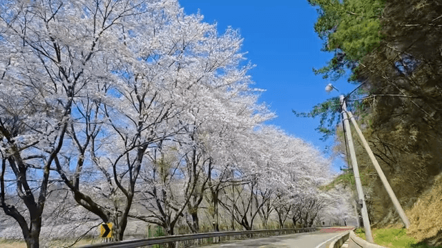 벚꽃이 늘어선 경치 좋은 도로