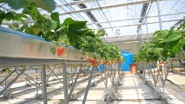 Strawberries grown in greenhouse